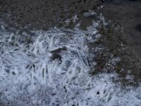 Teledetail der Eiskristalle über dem Lochgrabenbach